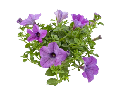 Purple Petunia